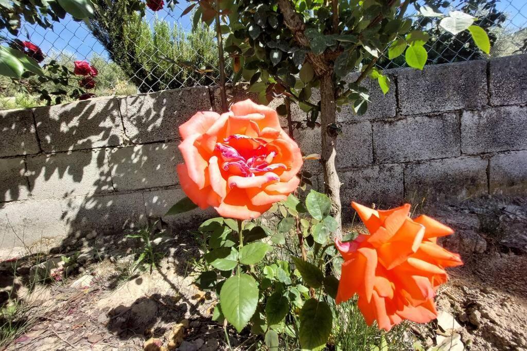 La Huerta Del Castillo Con Su Caz De Agua - Enjoy Life & Relax Castillo de Locubín エクステリア 写真